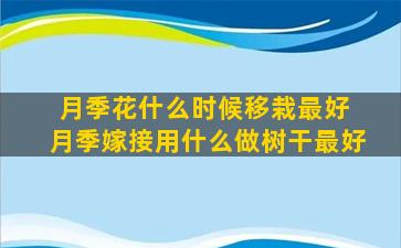 月季花什么时候移栽最好 月季嫁接用什么做树干最好